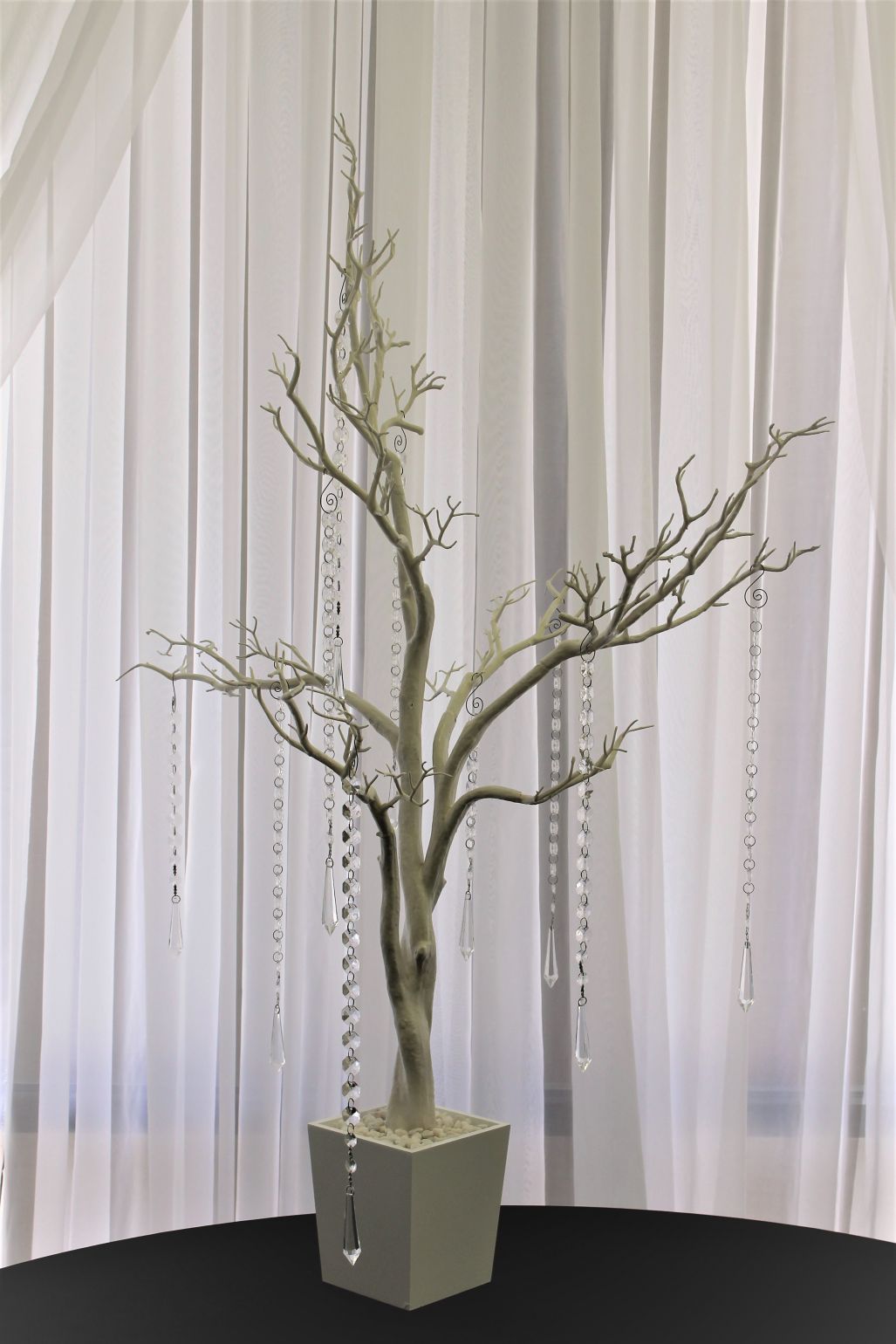 Manzanita Tree
